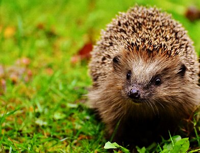 Young hedgehog spur nature