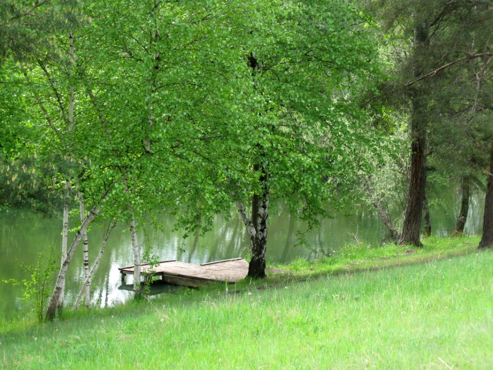 Jetty under a birch