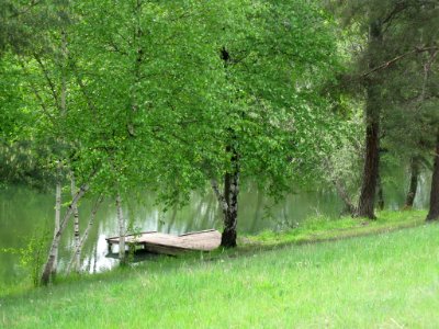 Jetty under a birch