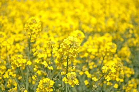Landscapes bed oilseeds