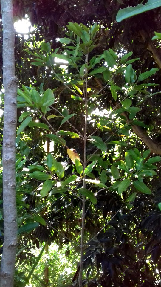 Jeune Atractocarpus pancherianus