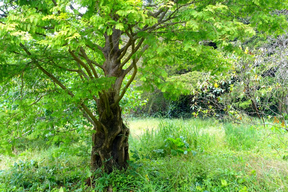 John McLaren Memorial Rhododendron Dell - Golden Gate Park, San Francisco, CA - DSC05416