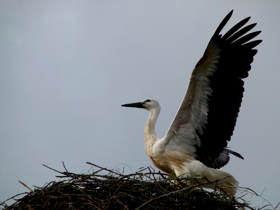 Jeune cigogne s'exerçant au vol