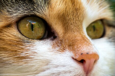 Mieze cat face eye photo