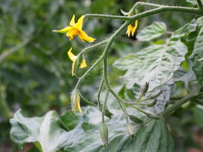 Flower yellow tomato