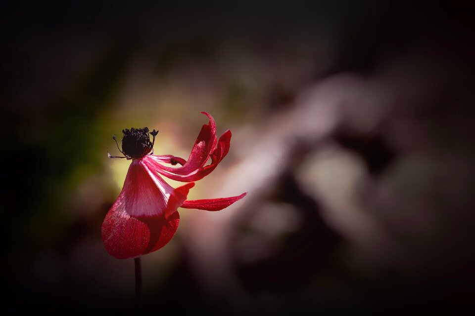 Blossom bloom red flower