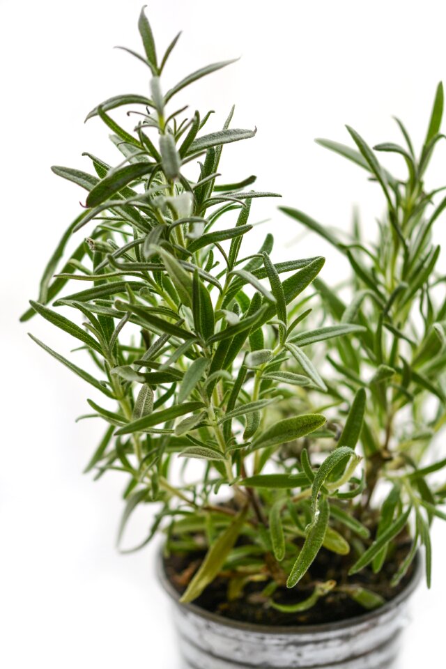 Ingredient fresh medicine