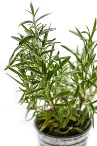 Ingredient fresh medicine