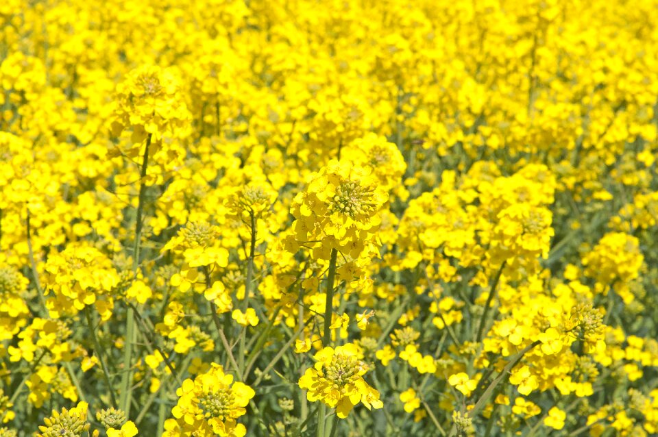 Landscapes bed oilseeds