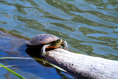 Water turtle panzer on the water