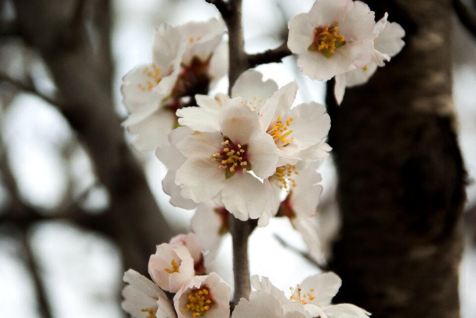 Spring almond fruit tree