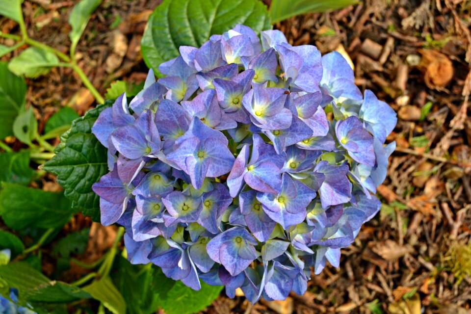 Blue nature garden