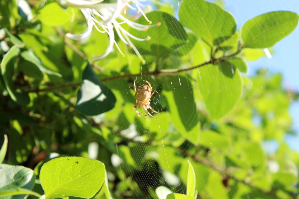 Close up garden nature