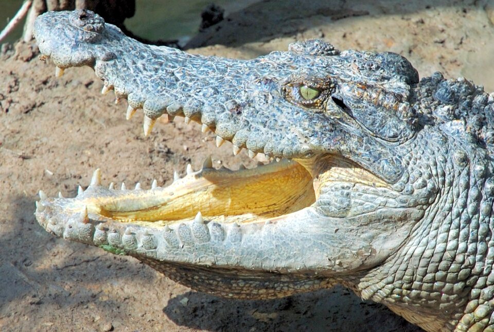 Animal animal world nature