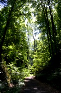 Königswinter, Nachtigallental