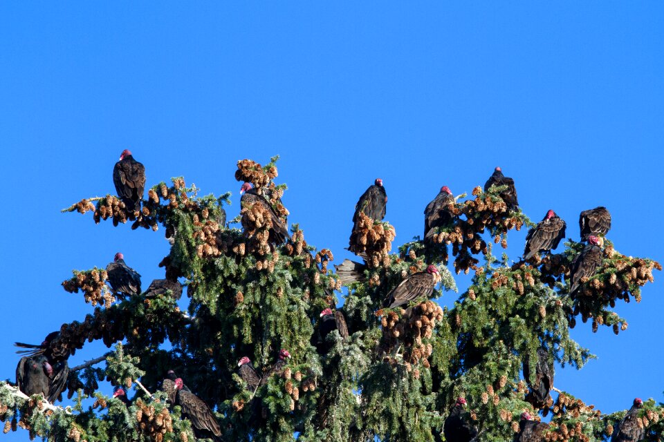 Bird vulture new world vultures