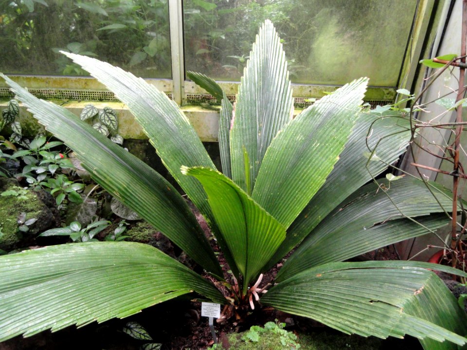 Johannesteijsmannia altifrons - Palmengarten Frankfurt - DSC01771