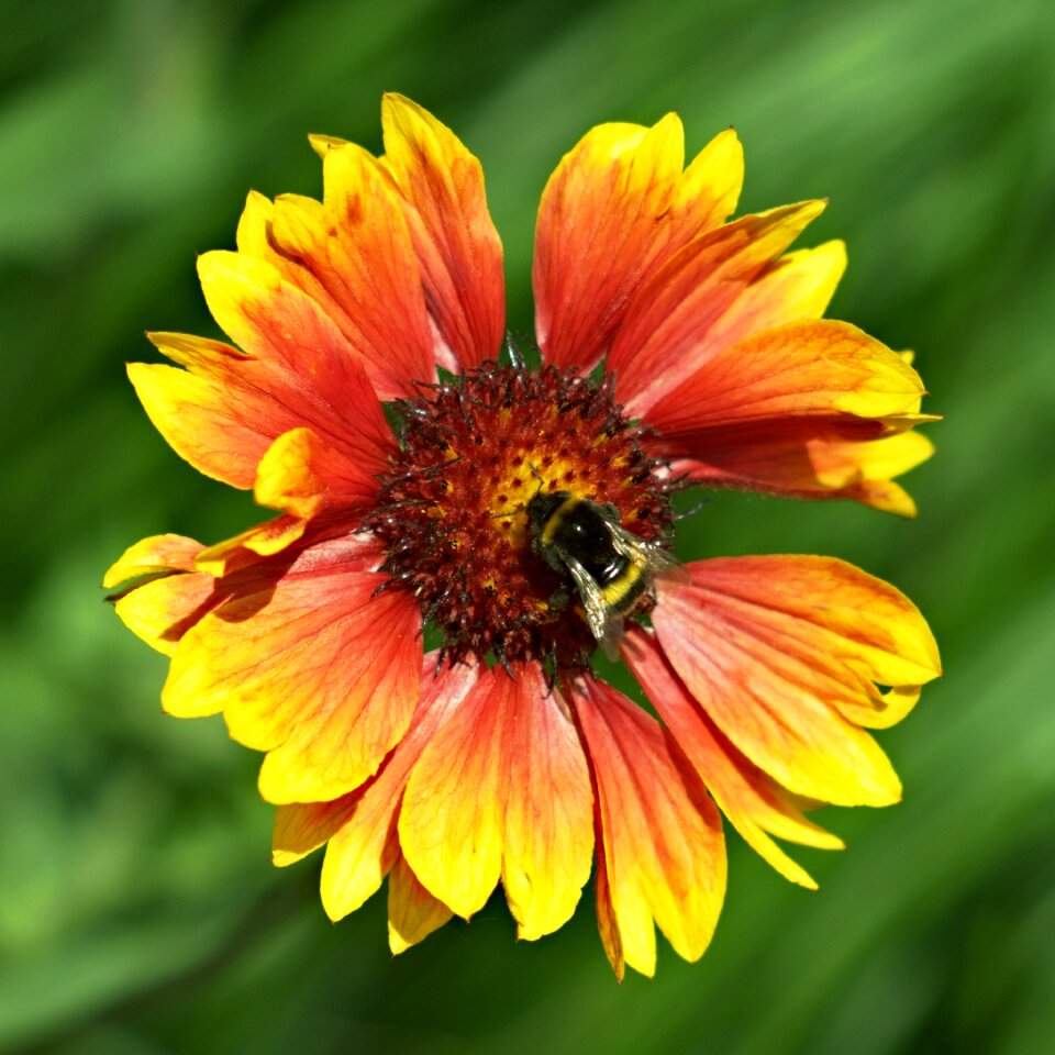 Bee hummel spring