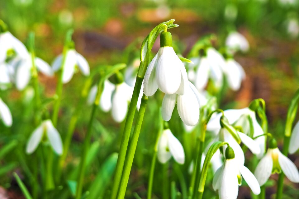 Nature white close up