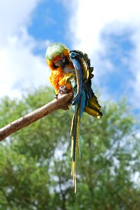 Animal feather tropical