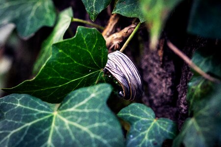 Ivy ring wedding