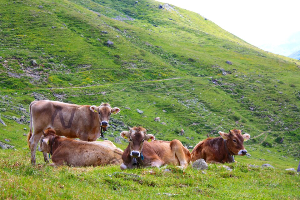 Alpine nature animal