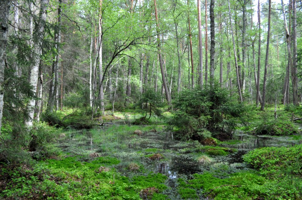 Kärr - Hvalstaskogen 3