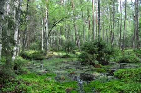 Kärr - Hvalstaskogen 3
