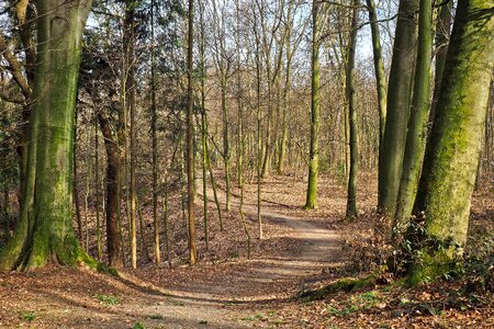 Forest path trees landscape photo