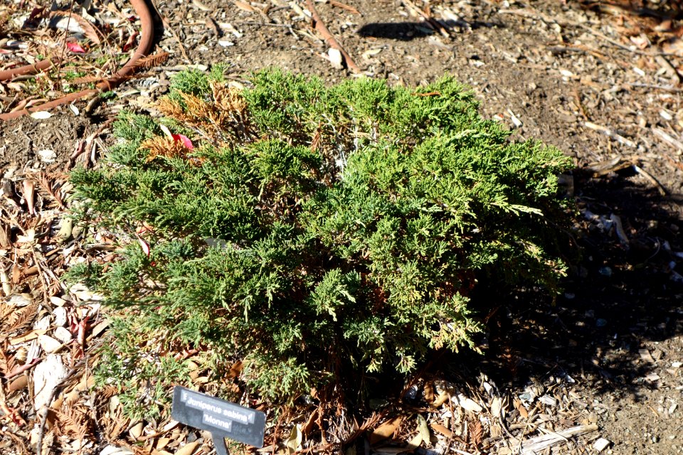 Juniperus sabina 'Monna' - Leaning Pine Arboretum - DSC05411