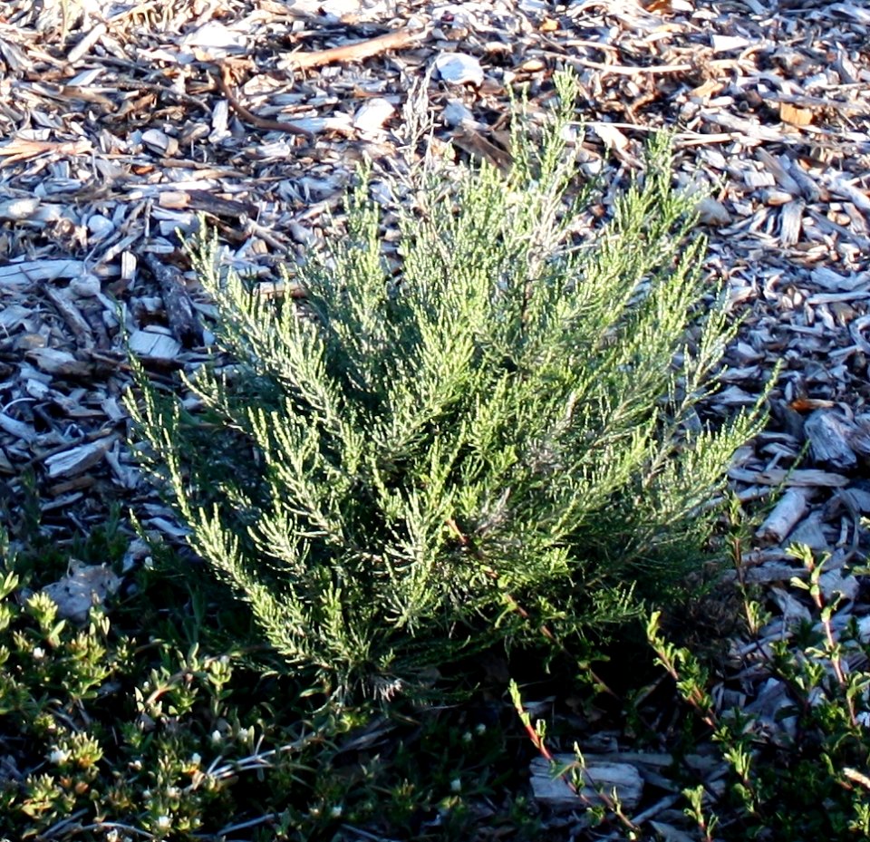 Juvenile Renosterbos - Elytropappus rhinocerotis - Cape Town
