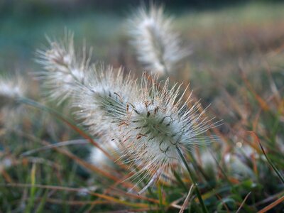 Plant brown seed