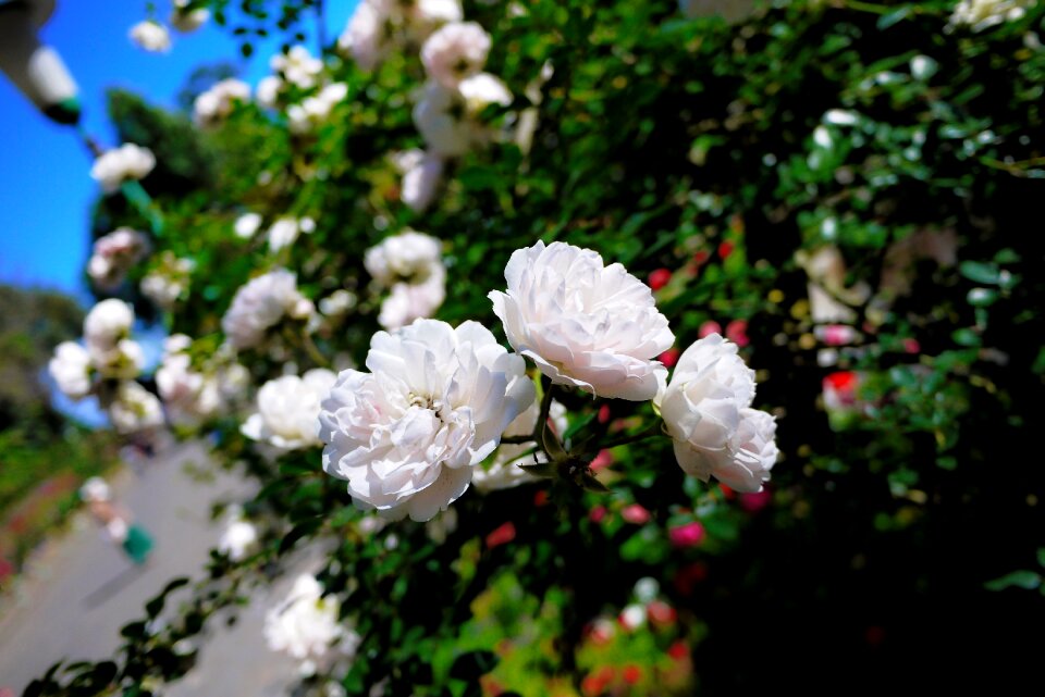 Rose white nature