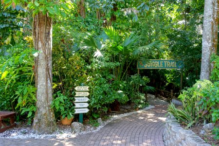 Jungle trail - Sarasota Jungle Gardens - Sarasota, Florida - DSC01946