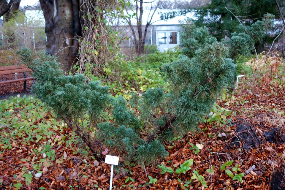 Juniperus chinensis var. sargentii (Juniperus sargentii) - Botanischer Garten, Dresden, Germany - DSC08409