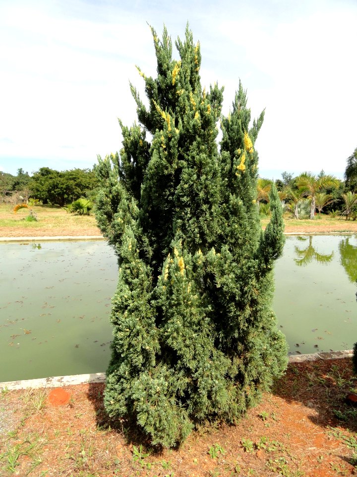 Juniperus chinensis 'Variegated Kaizuka' - Jardim Botânico de Brasília