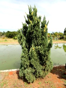 Juniperus chinensis 'Variegated Kaizuka' - Jardim Botânico de Brasília