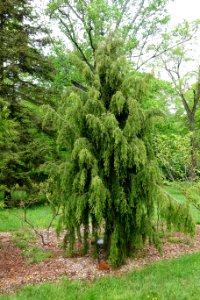 Juniperus formosana - Tyler Arboretum - DSC01850