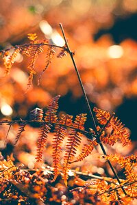 Sunlight red tree