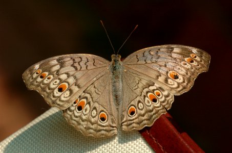 Junonia-20070216-023