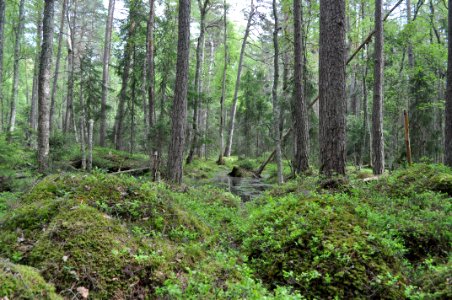 Kärr - Hvalstaskogen 2