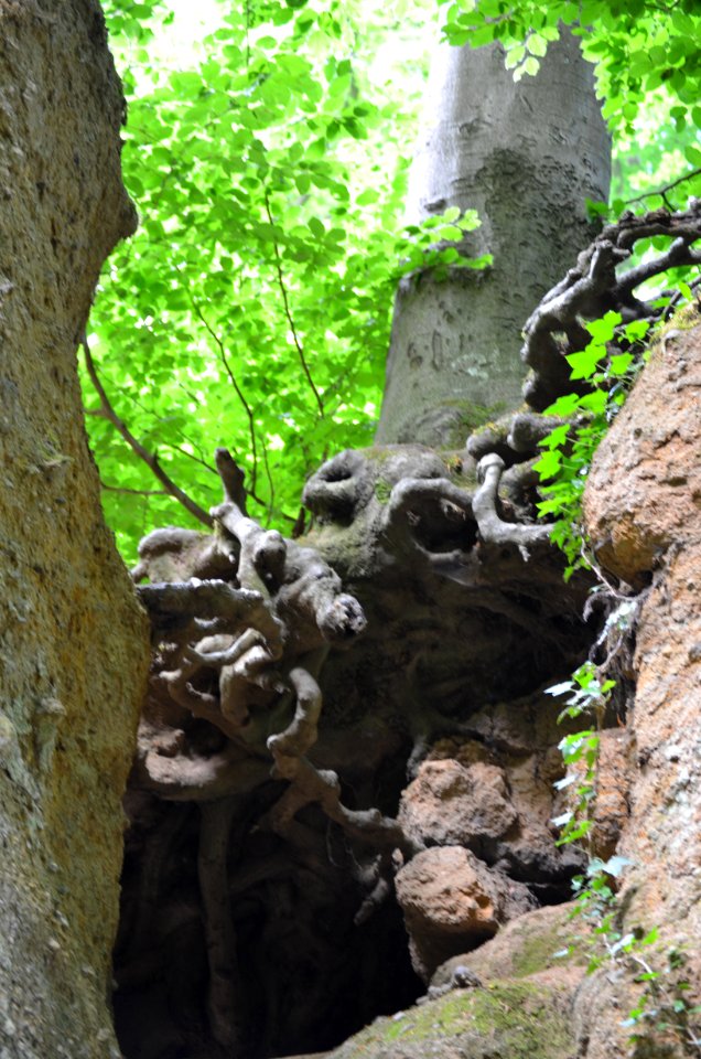 Königswinter, Nachtigallental, Baumwurzeln