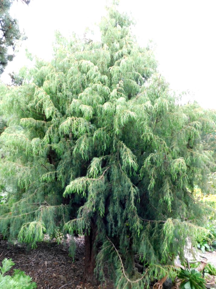Juniperus cedrus maderensis