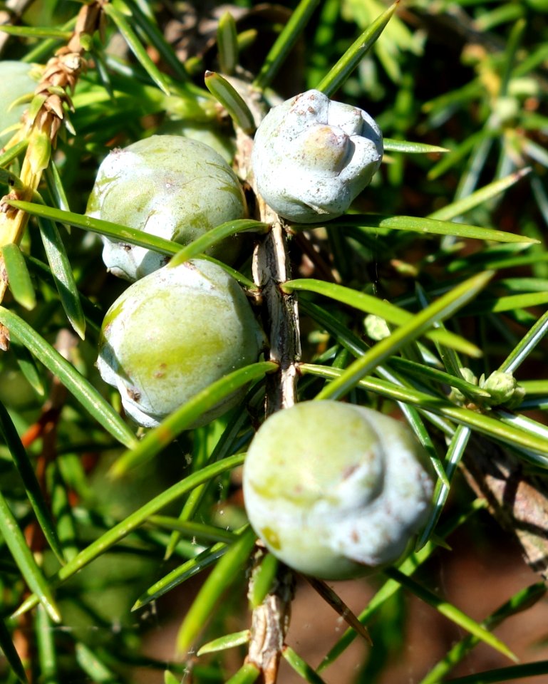Juniperus rigida - Stanley M. Rowe Arboretum - DSC03343
