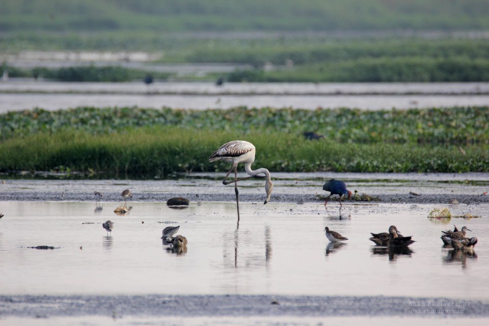 Juv Flamingoes (183308005)