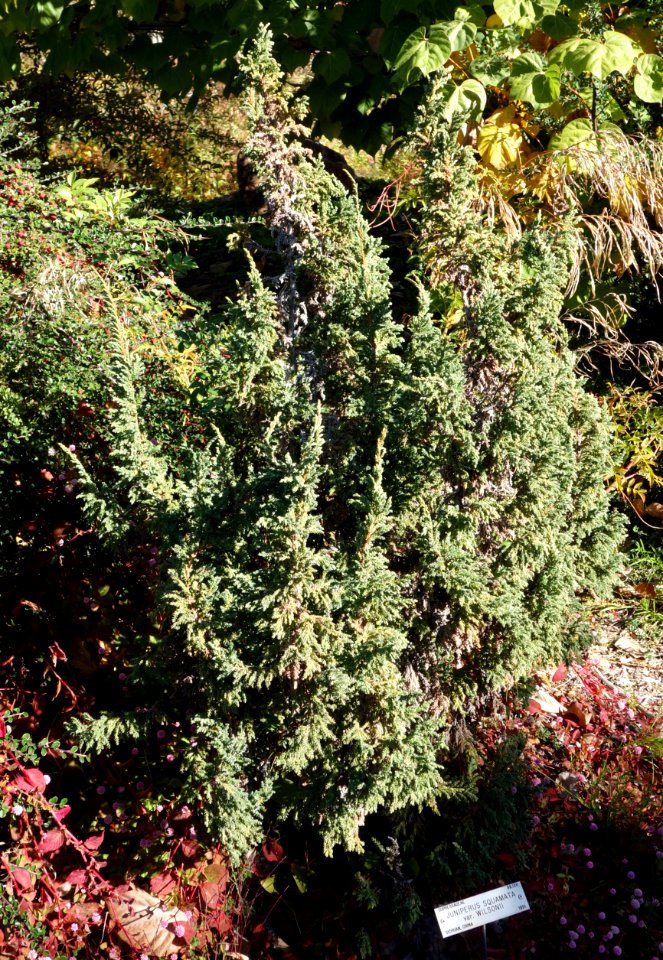 Juniperus squamata f. wilsonii - Quarryhill Botanical Garden - DSC03299