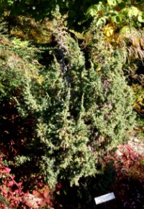 Juniperus squamata f. wilsonii - Quarryhill Botanical Garden - DSC03299