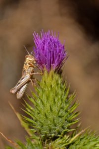 Juvenile Grasshopper on thistle photo