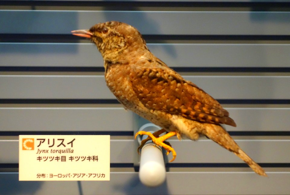 Jynx torquilla - National Museum of Nature and Science, Tokyo - DSC07281