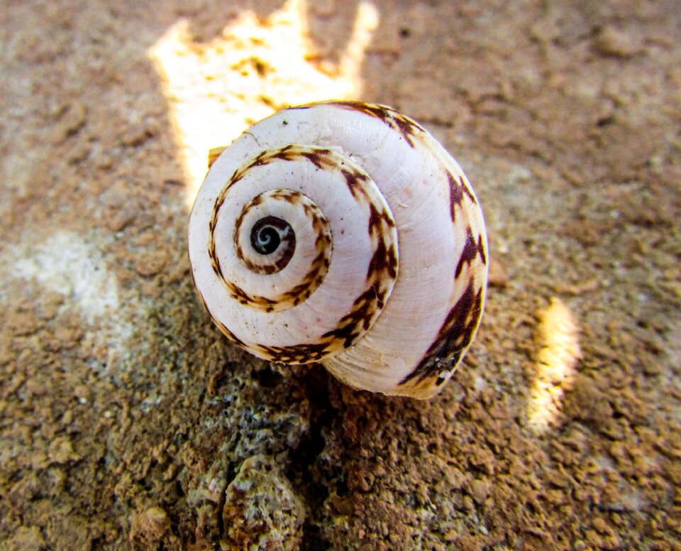 Spiral nature white